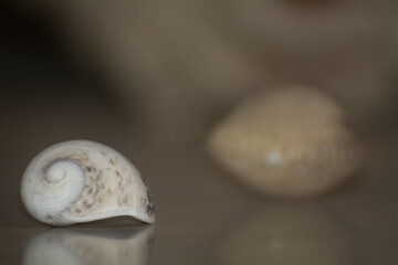 se shells macro, bokeh