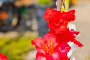 Close-up view of vibrant red gladiolus flowers blooming in sunlight against blurred background.