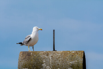 seagull on the roof