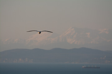 Seagull flying with sea and mountains in background