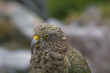 kea bird closeup