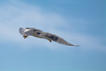 seagull in flight