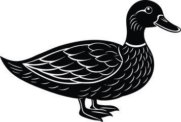 Duck isolated on white background