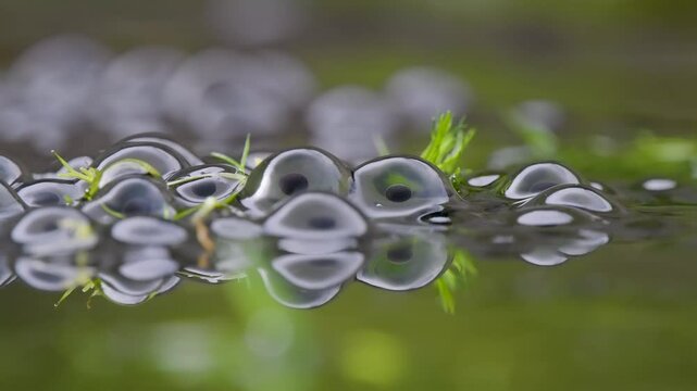 Frogspawn in an Urban Pond