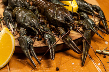 crayfish