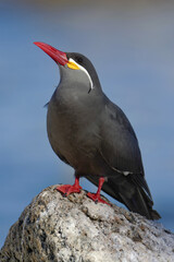 Inca Tern (Larosterna inca) portrait