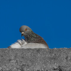 pigeon and blue sky