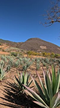 Agave for Mezcal drink in the mexican desert