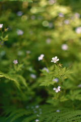 white flowers on a green background