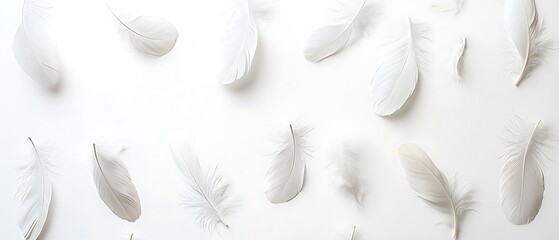 Elegant White Feathers on White Background , A Soft and Serene Composition