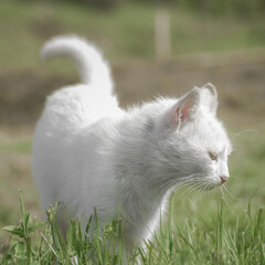 white cat