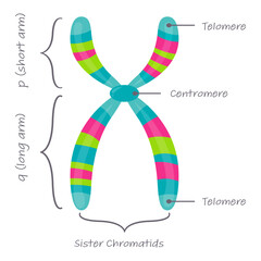 Diagram of autosome chromosome educational science graphic