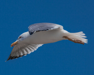 seagull