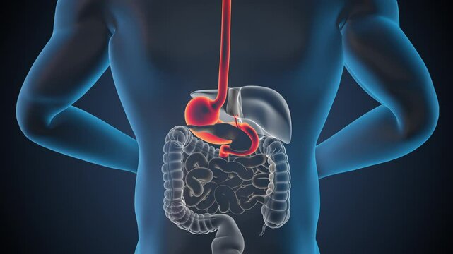 Anatomy of human stomach with digestive organs