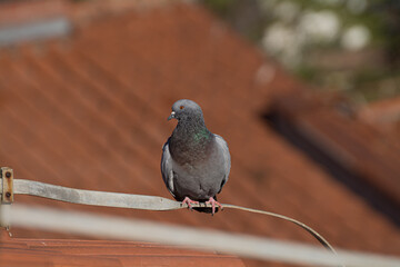 pigeon 