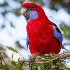 red macaw