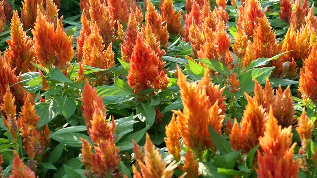 Ornamental Celosia flowers in the garden