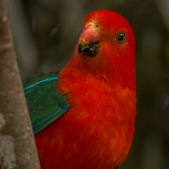 scarlet macaw parrot