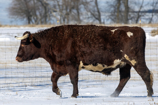cow in winter