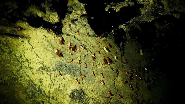 Gomantong Caves in Borneo, Malaysia, largest limestone outcrop in Lower Kinabatangan, 2 million colony of the wrinkle-lipped free-tailed bat (Chaerephon plicatus) and billions dung-hung cockroaches.