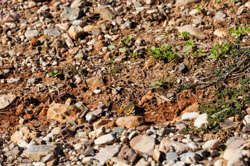 Painted Lady butterfly on rocky soil with sparse vegetation, Greece, Cyprus, Paphos, 24.11.2025..