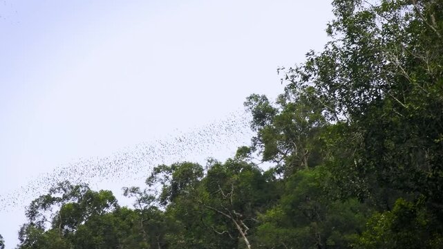 Deer Cave - Gua Payau or Gua Rusa in Sarawak on Borneo, Malaysia, Gunung Mulu National Park, sedimentary rocks known as limestone, nesting swifts and bats living in. Every evening millions bat exodus.
