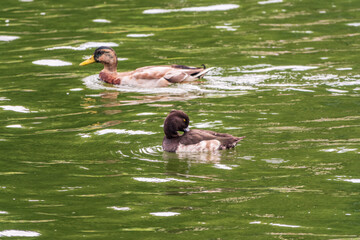 Male tufted duck, Aythya fuligula, swim in the pond