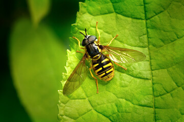 Gemeine Wespenschwebfliege (Chrysotoxum cautum) Männchen dorsal, sitzt am Rand von einem grünen...