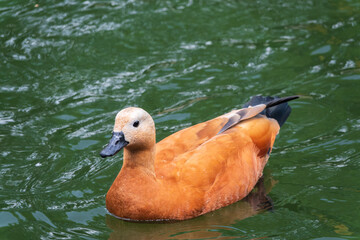 Ruddy Shelduck, or red duck, lat. Tadorna ferruginea, swimming on a lake.