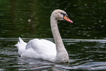 A graceful white swan swimming on a lake with dark water. The white swan is reflected in the water