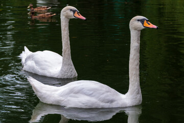 Two Graceful white Swans swimming in the lake, swans in the wild