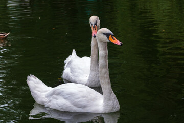 Two Graceful white Swans swimming in the lake, swans in the wild
