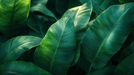 Lush green tropical leaves backlit, jungle background, nature design