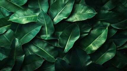Fototapeta premium Lush tropical leaves background texture, overhead shot