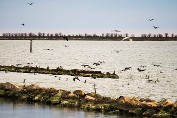 nature sceneries inside the Delta of the river Po during a winter season, Veneto Italy