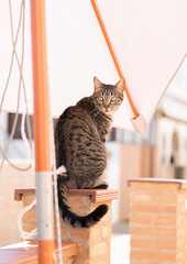 Gato en la calle tranquilo