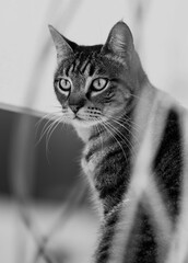 Gato en la calle tranquilo