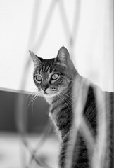 Gato en la calle tranquilo