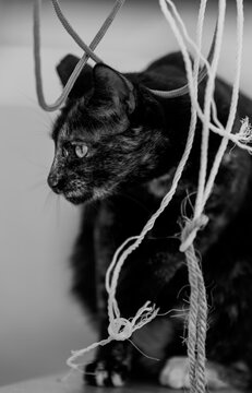 Gato en la calle tranquilo