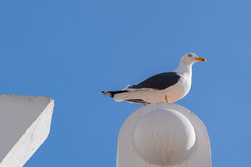 Gaviota posando sobre un edificio