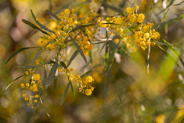 Planta de mimosas floreciendo con flores amarillas