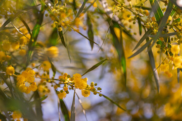 Planta de mimosas floreciendo con flores amarillas