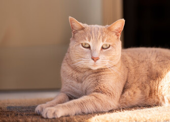 Gato en la calle tranquilo