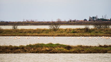 nature sceneries inside the Delta of the river Po during a winter season, Veneto Italy