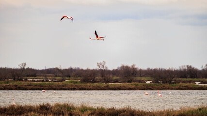 nature sceneries inside the Delta of the river Po during a winter season, Veneto Italy