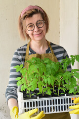 A happy woman holds a box with tomato seedlings. Gardening, hobby.