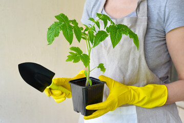 A container with tomato seedlings in the hands of a woman. Gardening, hobby.