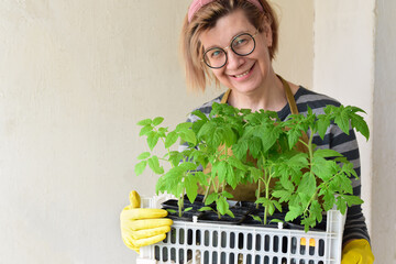 A happy woman holds a box with tomato seedlings. Gardening, hobby. Selective focus on the leaves of the plants.