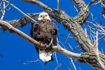 white tailed eagle