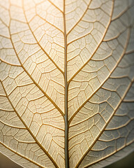 Macro photograph of delicate leaf, highlighting its intricate vein structure with soft golden lighting. Great for nature themed designs, scientific illustrations, and artistic backgrounds.